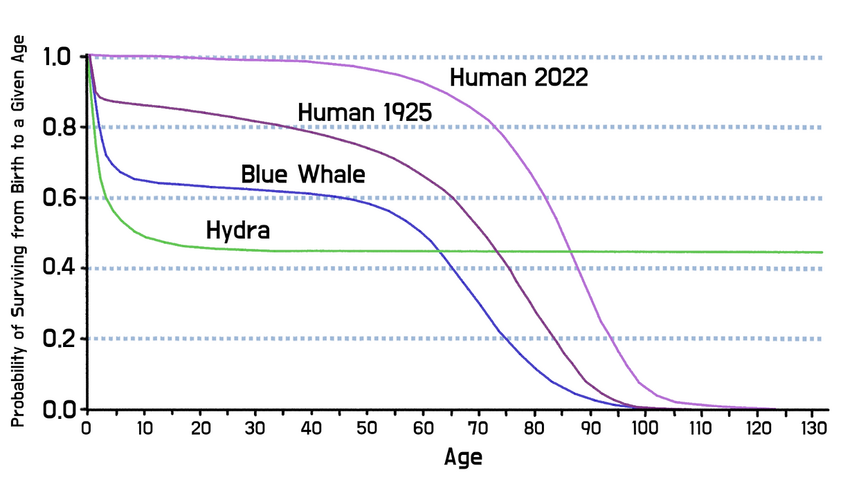 Life Expectancy